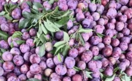 Sơn La is expected to harvest 100,000 tons of plums in 2025.