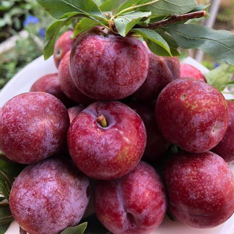 Moc Chau plum
