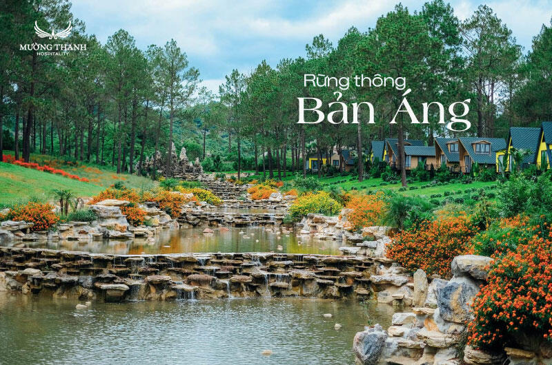 Pine forest of Ang village