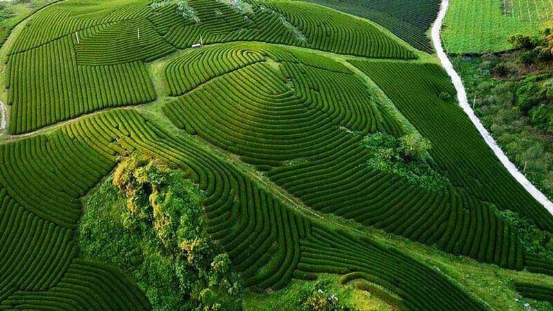 O Long Moc Suong Tea Hill