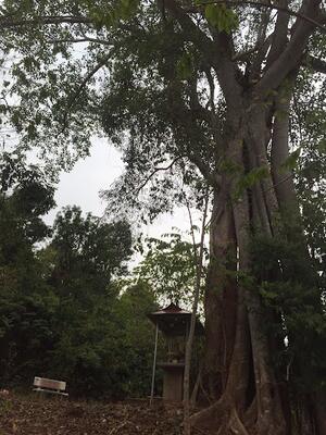 Pac Ma banyan tree