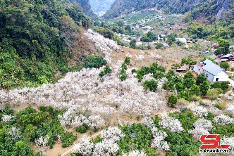 Valley of Ban Flowers
